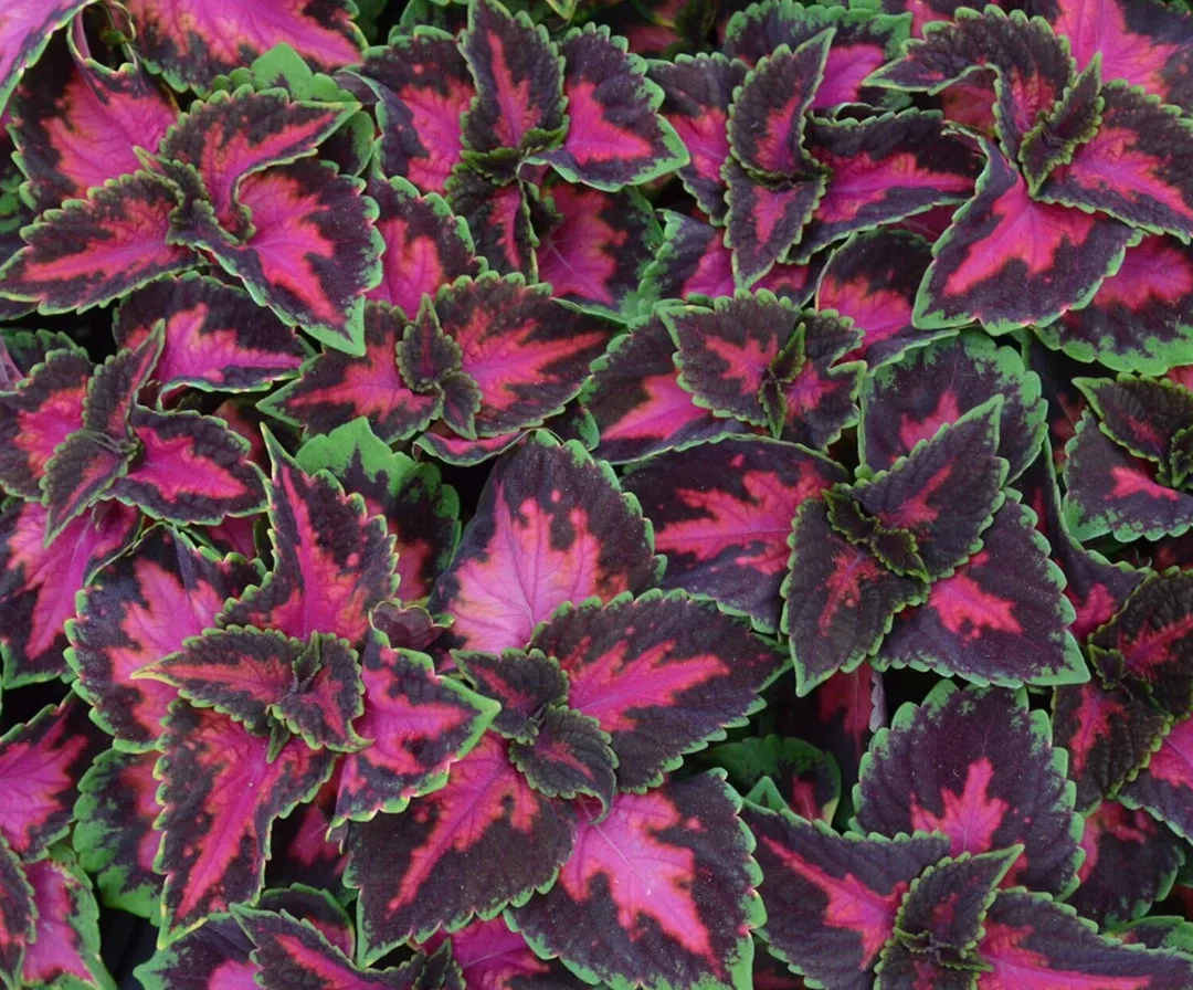 Close up photo of pink and green plant leaves