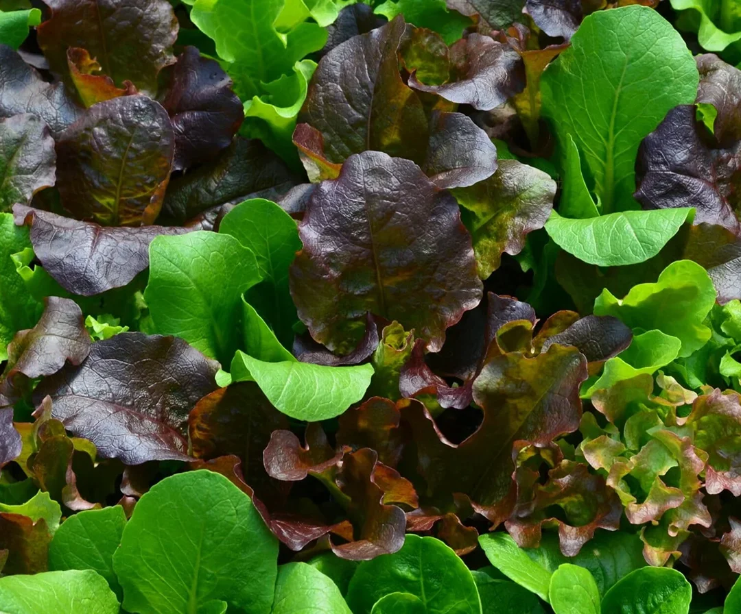 Image of lettuce leaves