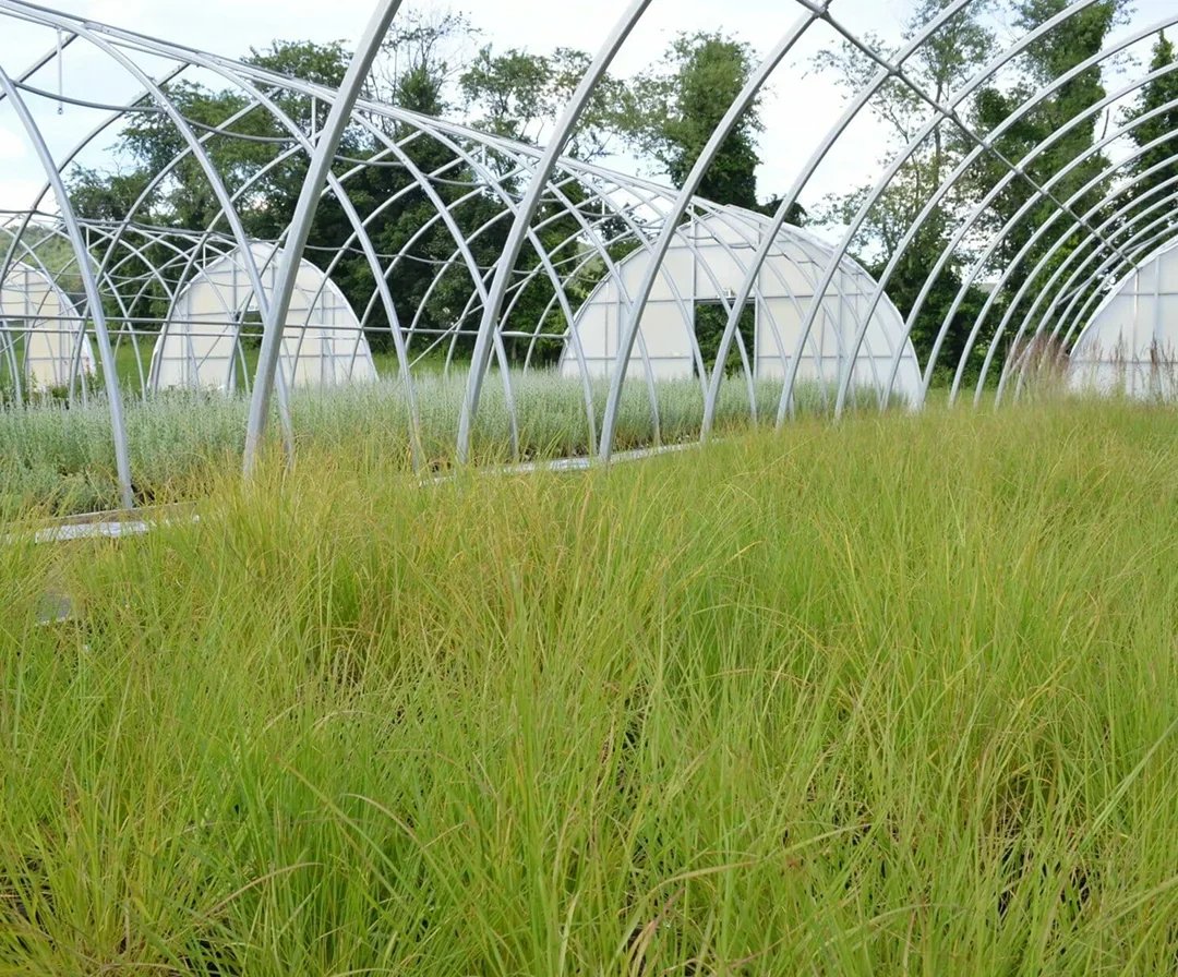Grasses inside a large greenhouse
