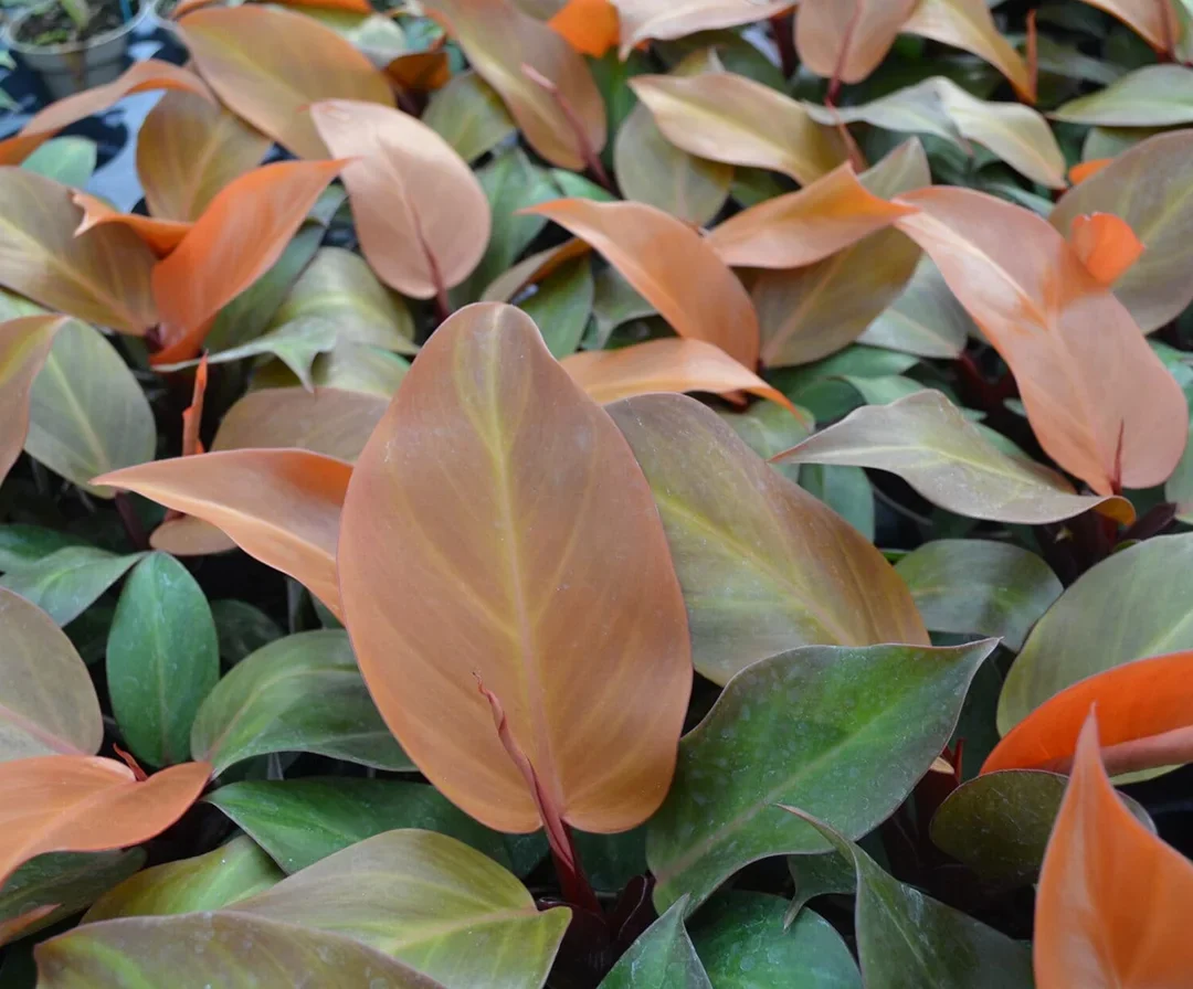 Large indoor foliage leaves