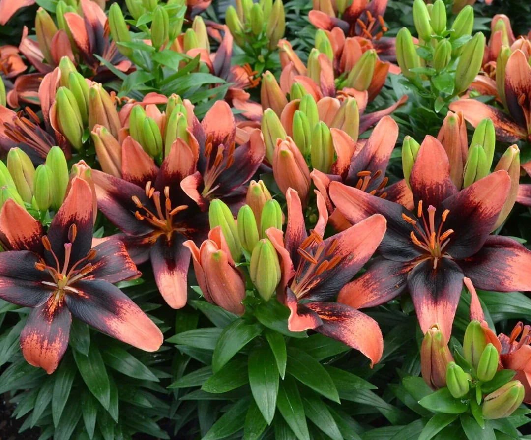 Close up photo of perennial leaves