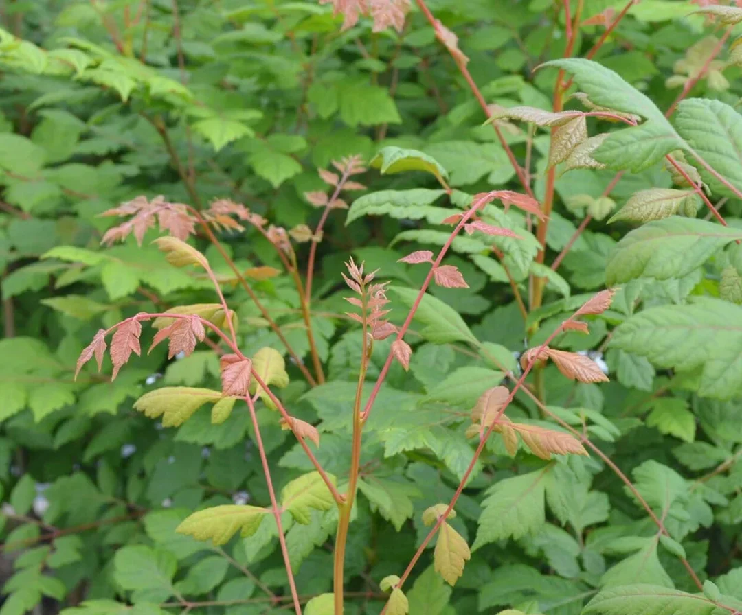 Close up photo of shrub leaves