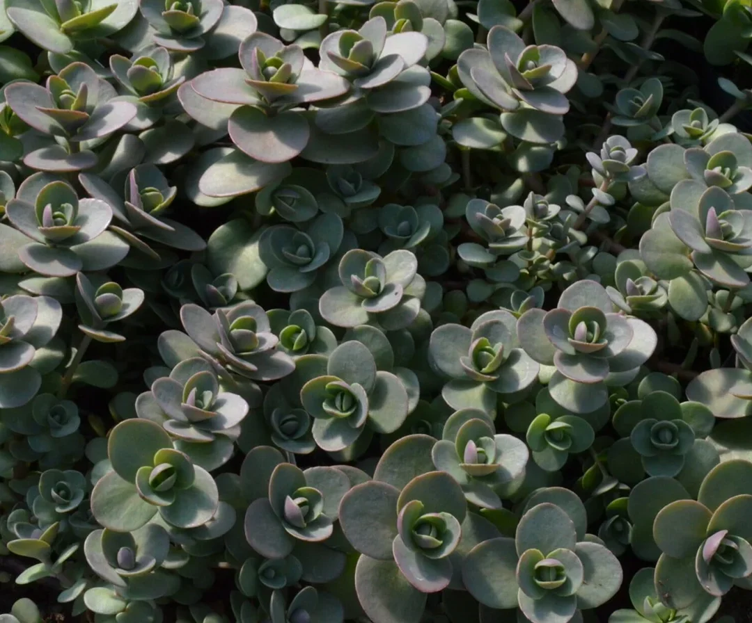 Close up photo of succulent leaves