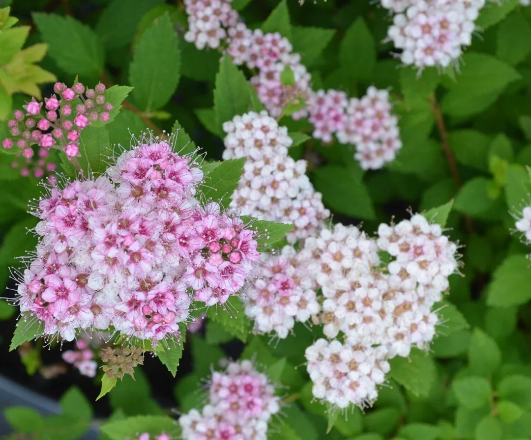 Photos of small blooming flowers