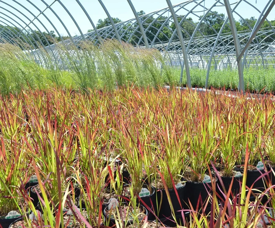 photo of grasses in greenhouse