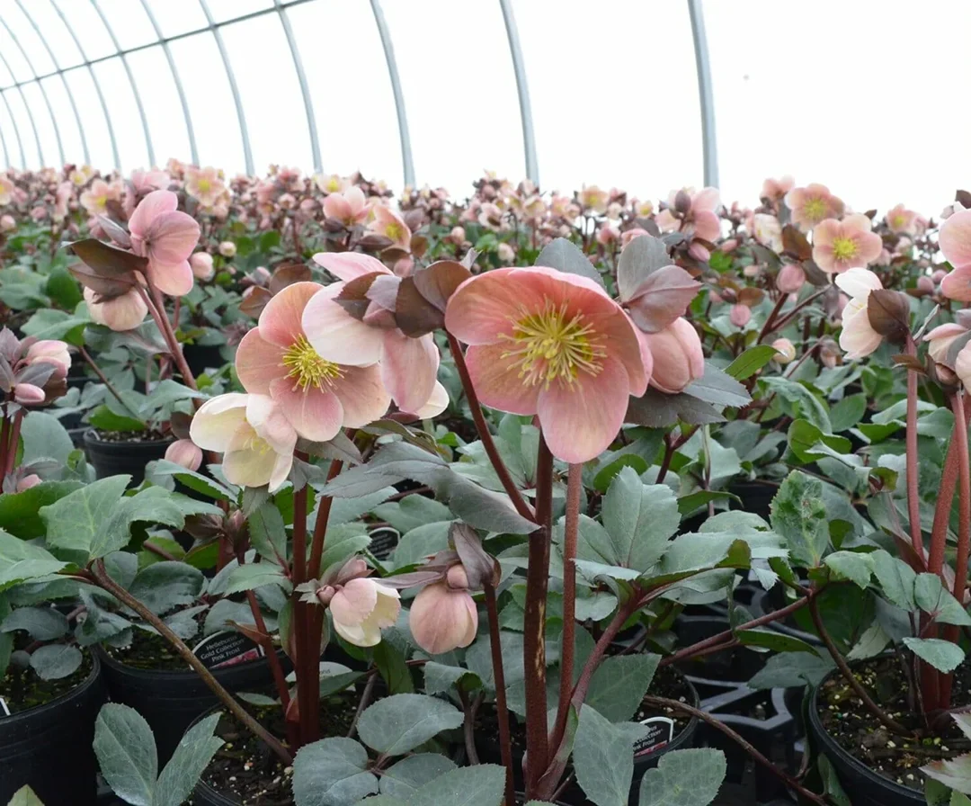 Close up shot of flower inside a greenhouse