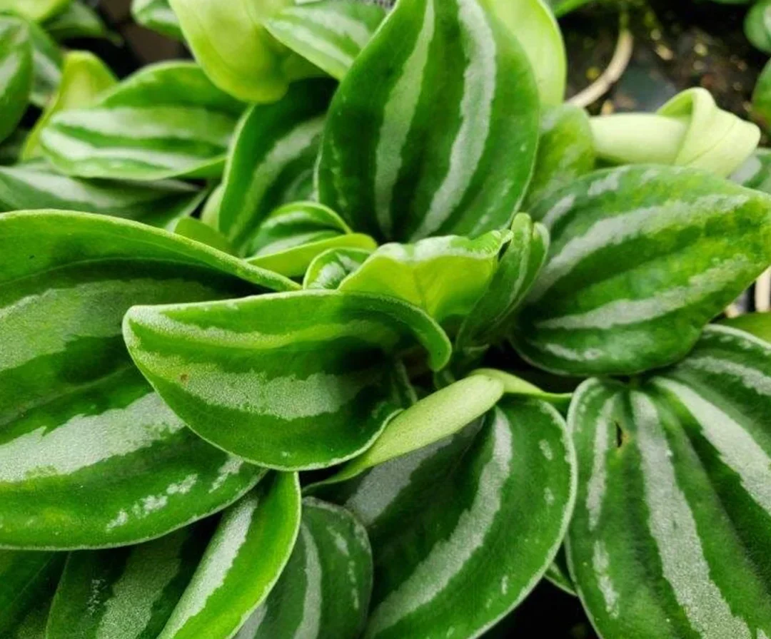 Up close shot of green plant leaves