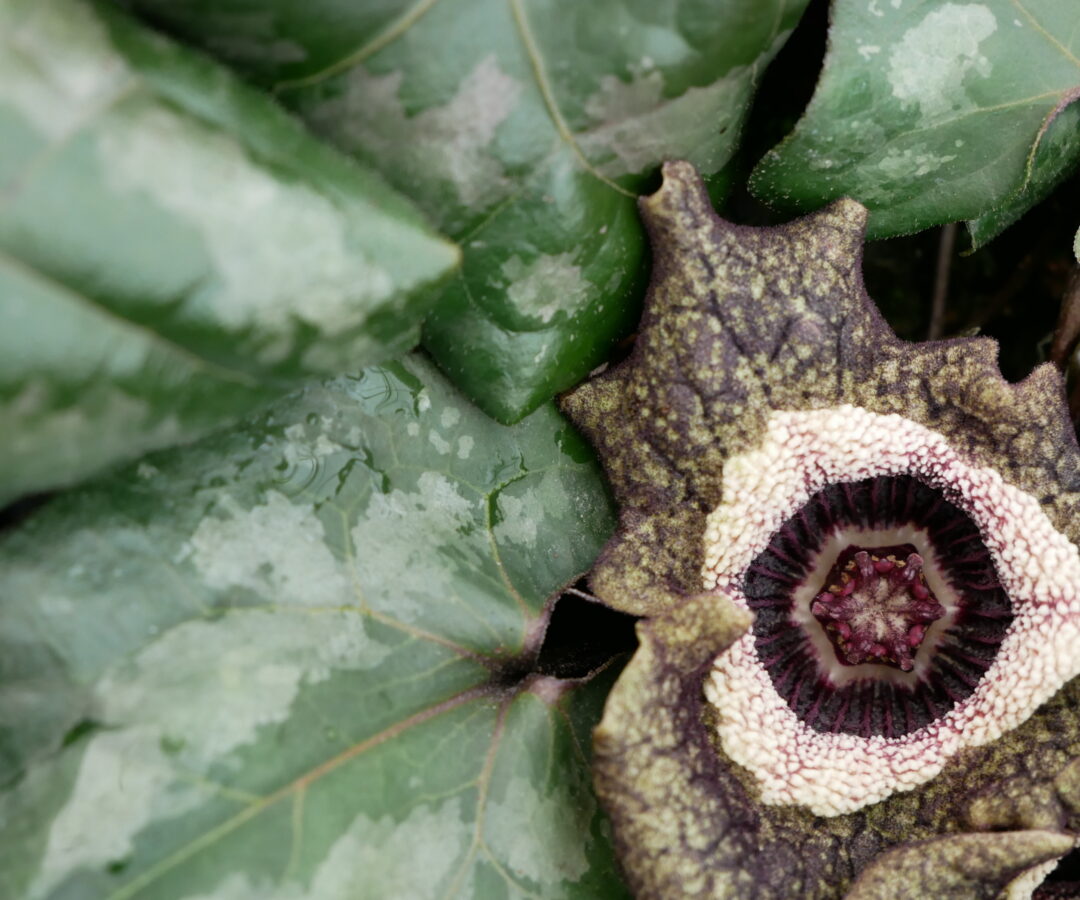 asarum splendens (chinese wild ginger) top view
