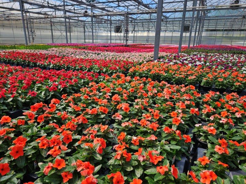 overview of greenhouse with vinca