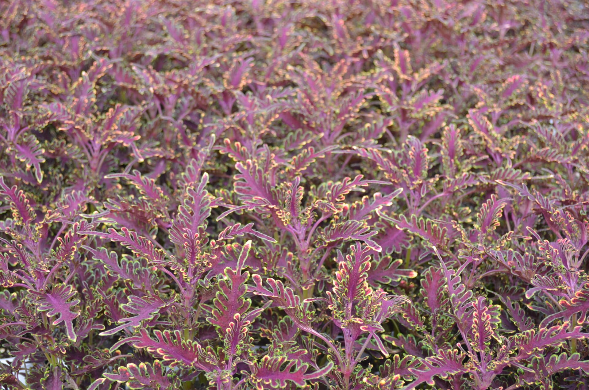 4.5in Coleus Stained Glassworks Kiwi Fern Quality Greenhouses