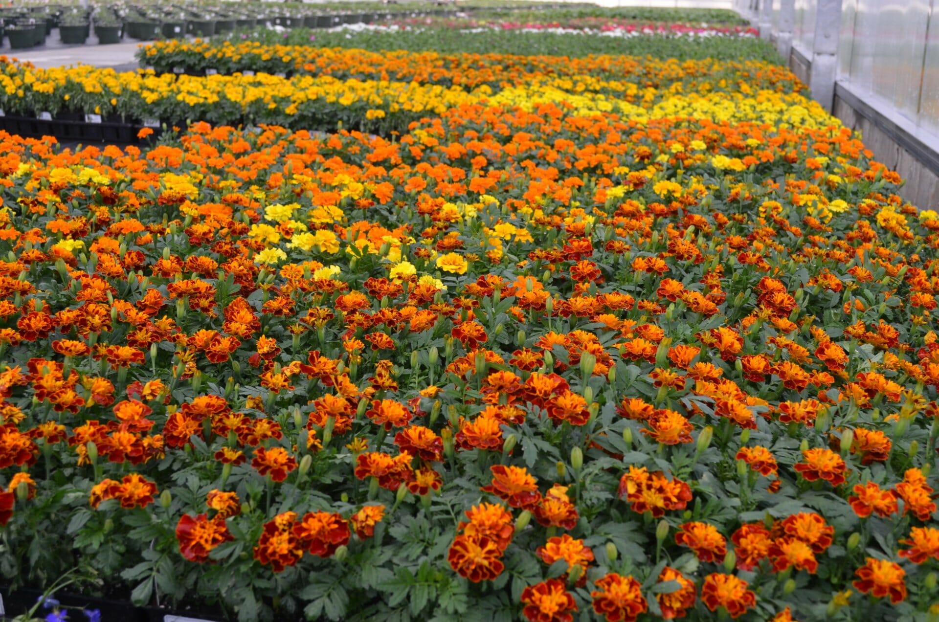 606 Marigolds Quality Greenhouses & Perennial Farm Inc.Quality