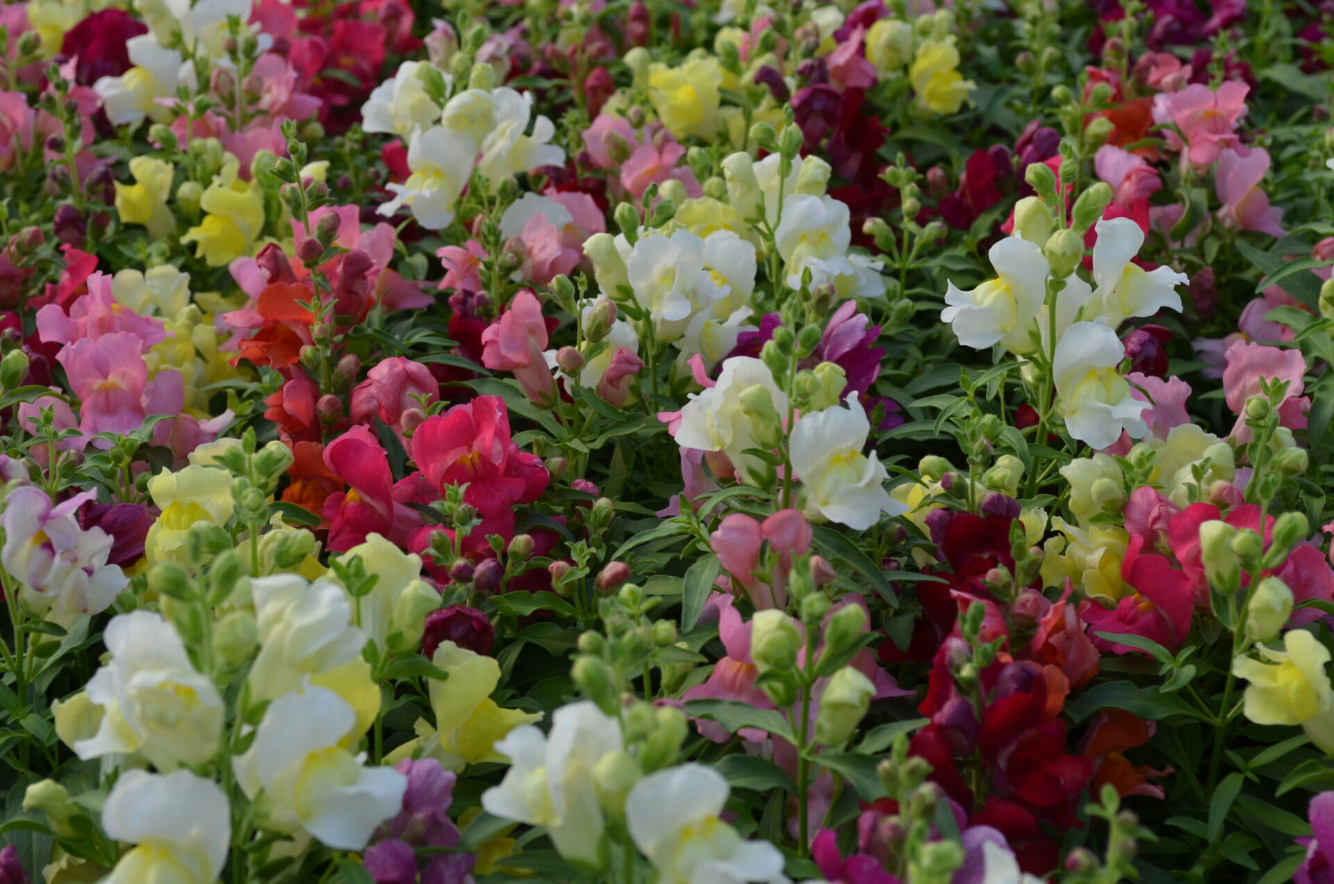 606 Snapdragon Snapshot Mix Quality Greenhouses & Perennial Farm Inc.Home Quality