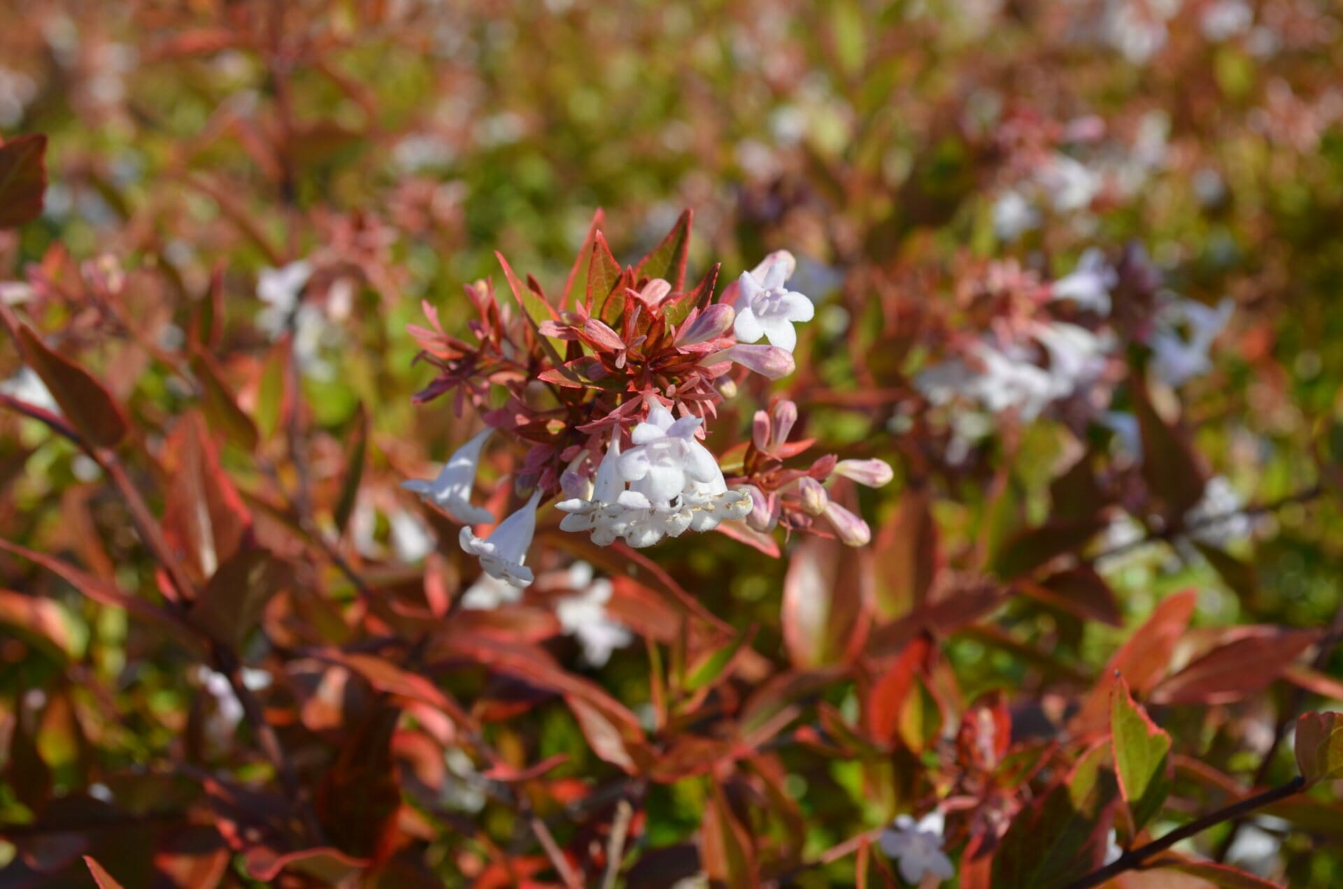 Abelia Francis Mason Quality Greenhouses & Perennial Farm Inc.Home Quality Greenhouses