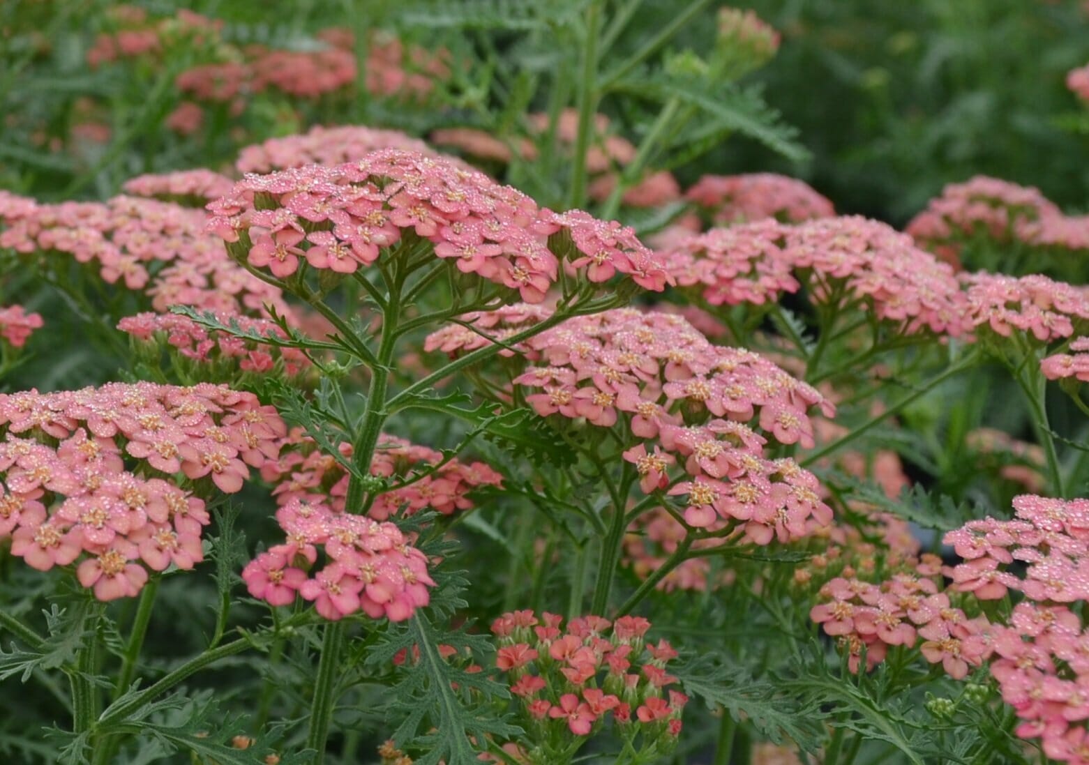 Achillea Apricot Delight Quality Greenhouses & Perennial Farm Inc.Quality Greenhouses