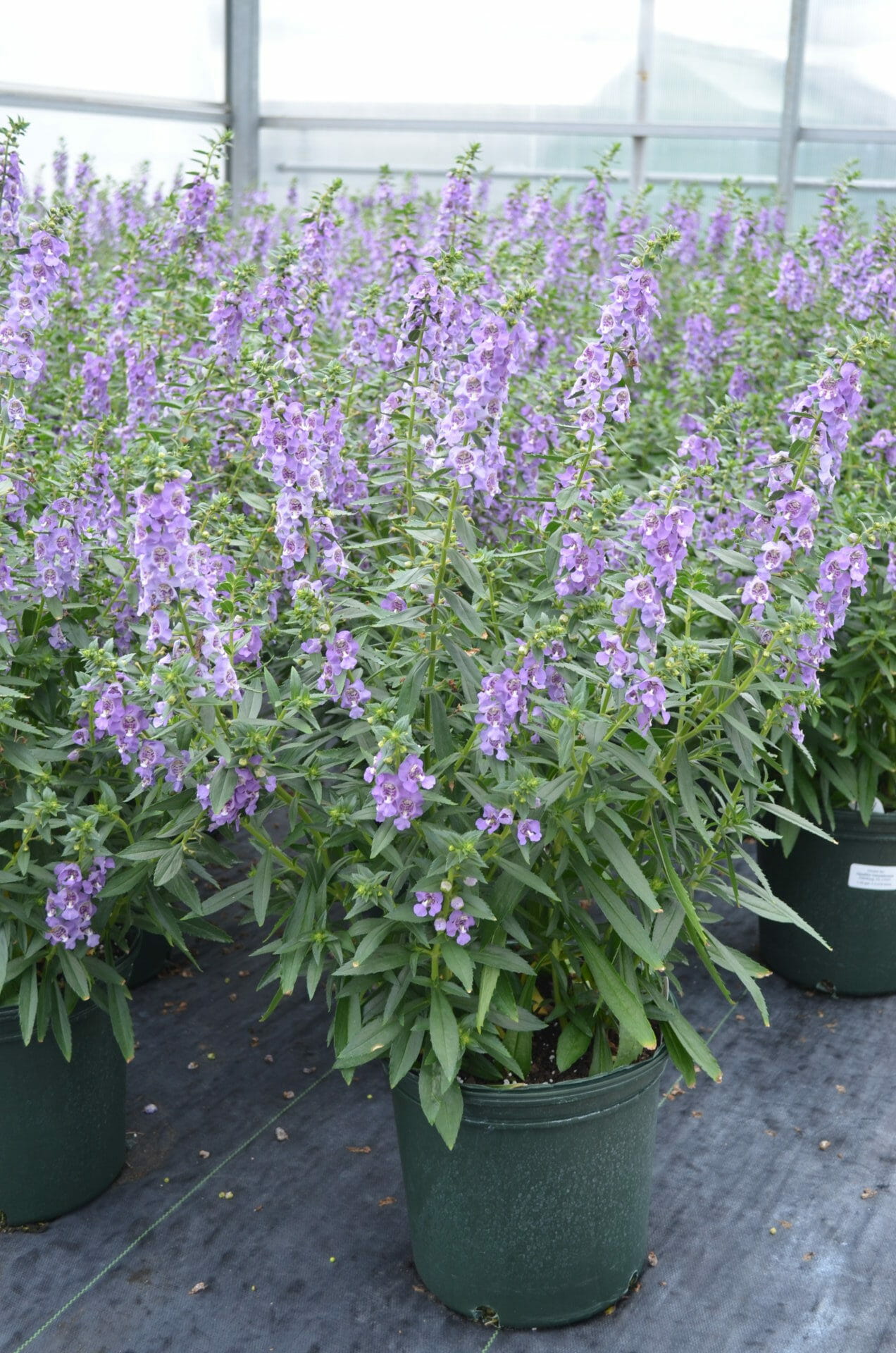 2gal Angelonia Angelface® Steel Blue PPAF PW® Quality Greenhouses