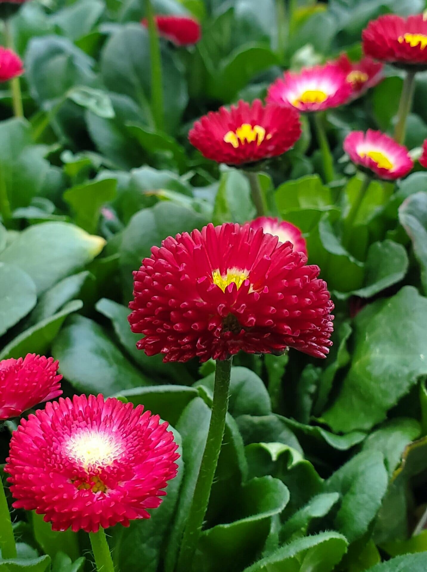 Bellis Bellissima Red | Quality Greenhouses & Perennial Farm Inc