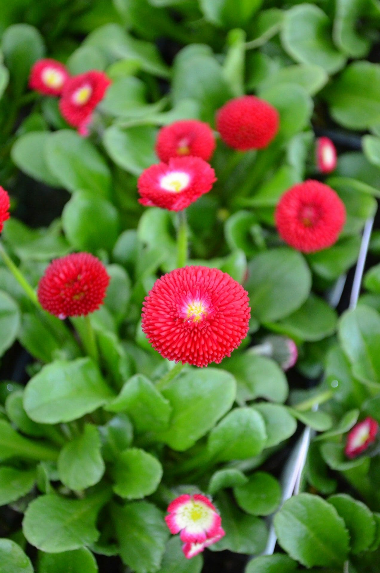 Bellis Bellissima Red | Quality Greenhouses & Perennial Farm Inc.Home