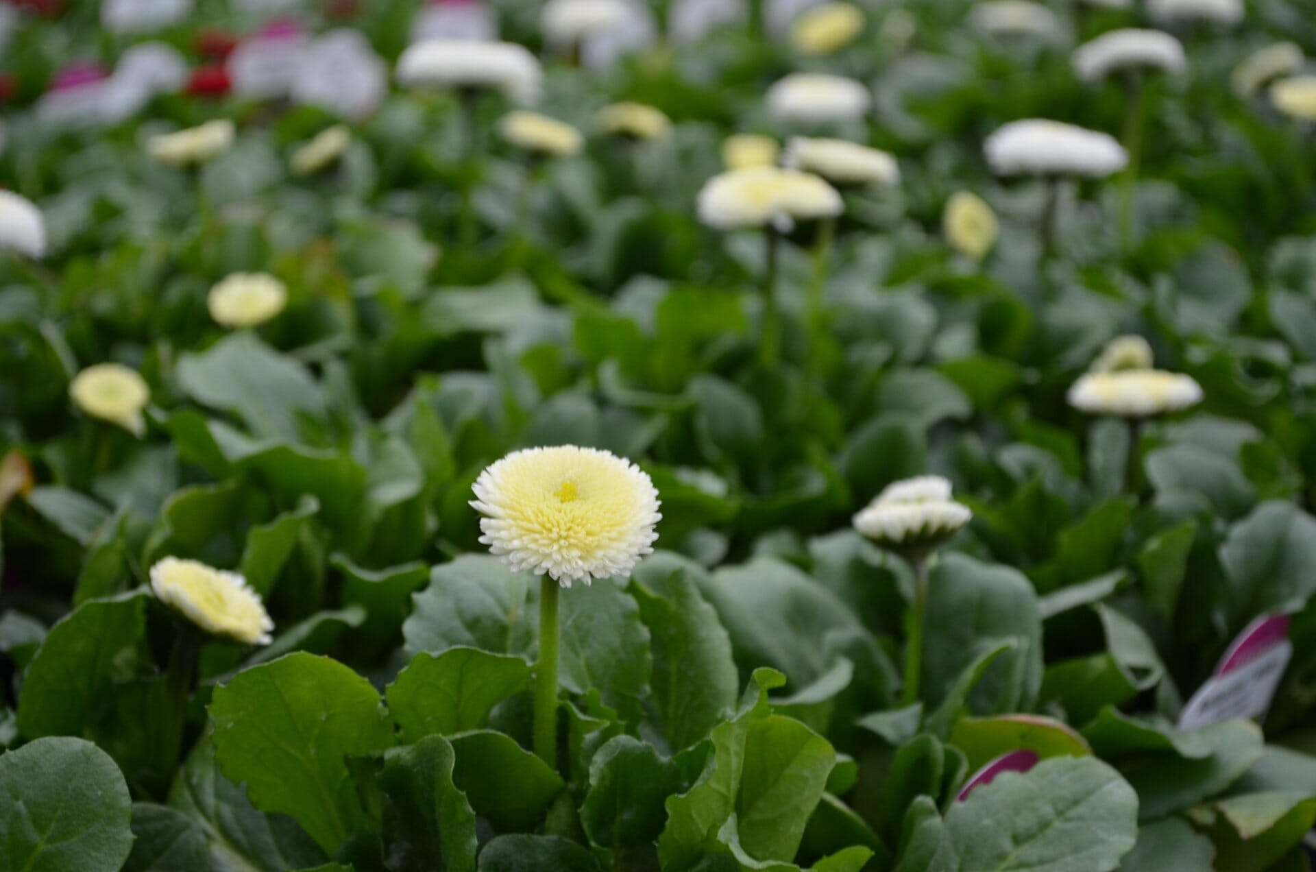 Bellis Bellissima White | Quality Greenhouses & Perennial Farm Inc.Home
