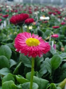 Bellis Galaxy Mix2 | Quality Greenhouses & Perennial Farm Inc.Quality