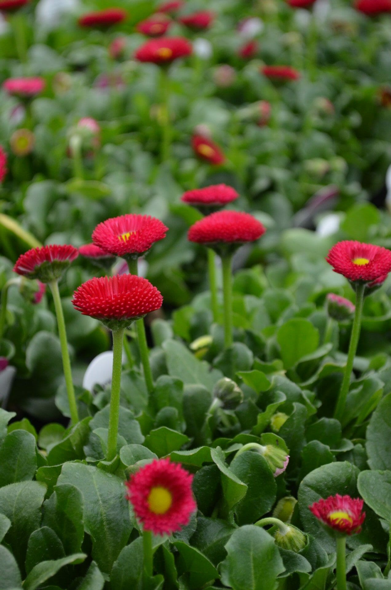 Bellis Galaxy Red | Quality Greenhouses & Perennial Farm Inc.Home