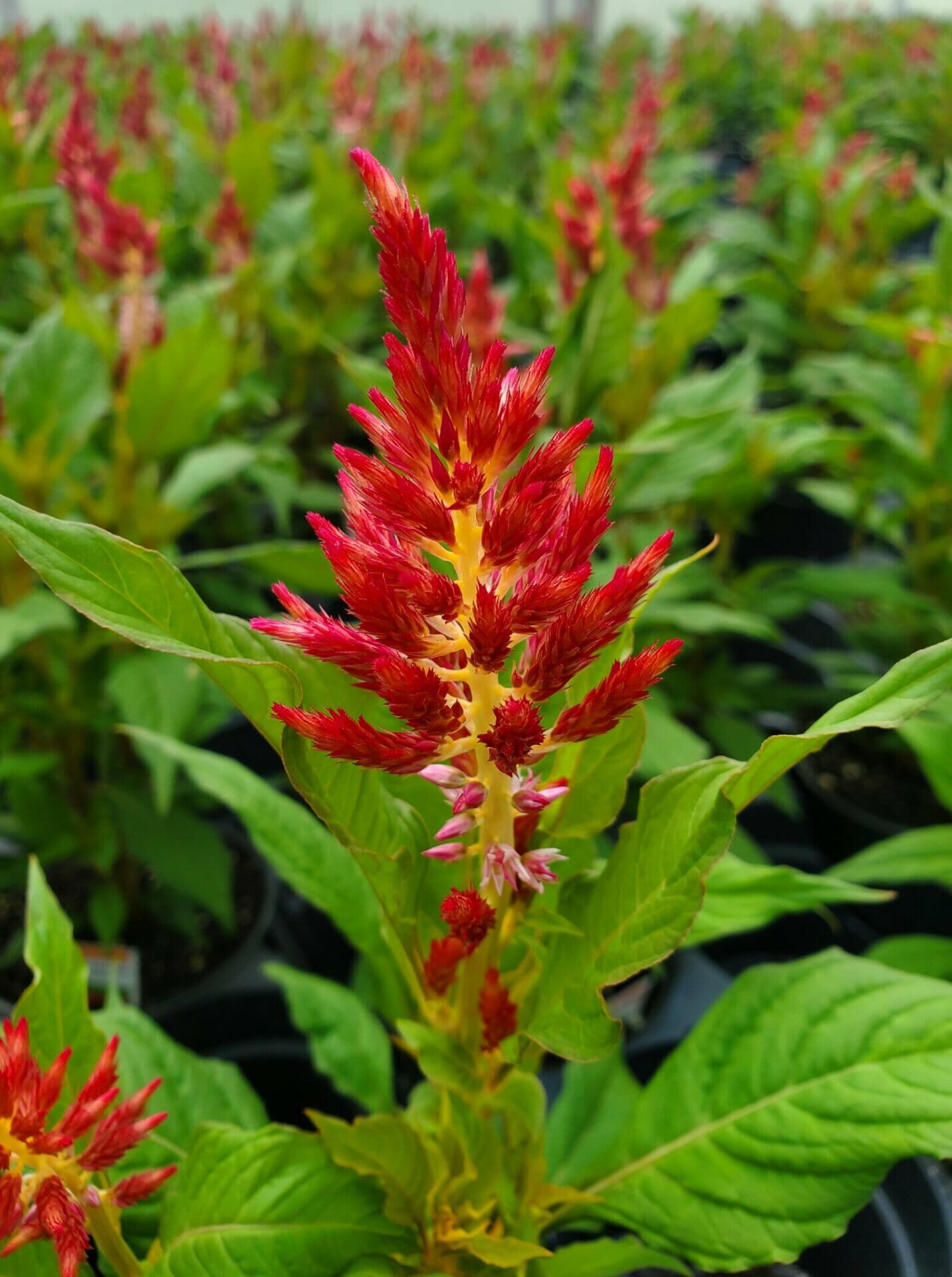 Celosia Kelos Fire Red | Quality Greenhouses & Perennial Farm Inc