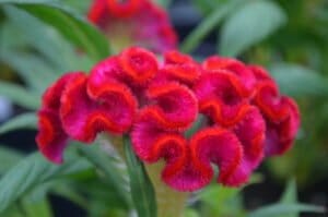 Celosia Twisted Red 6in3