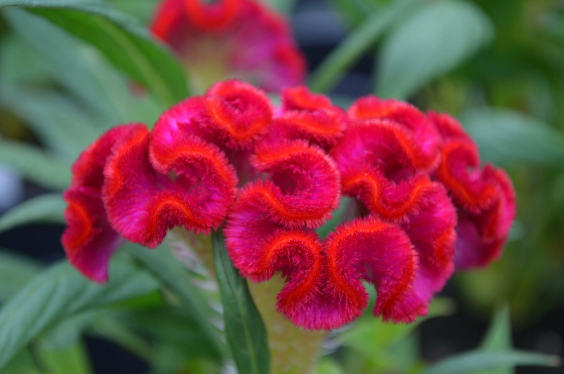 Celosia Twisted Red 6in3 | Quality Greenhouses & Perennial Farm Inc