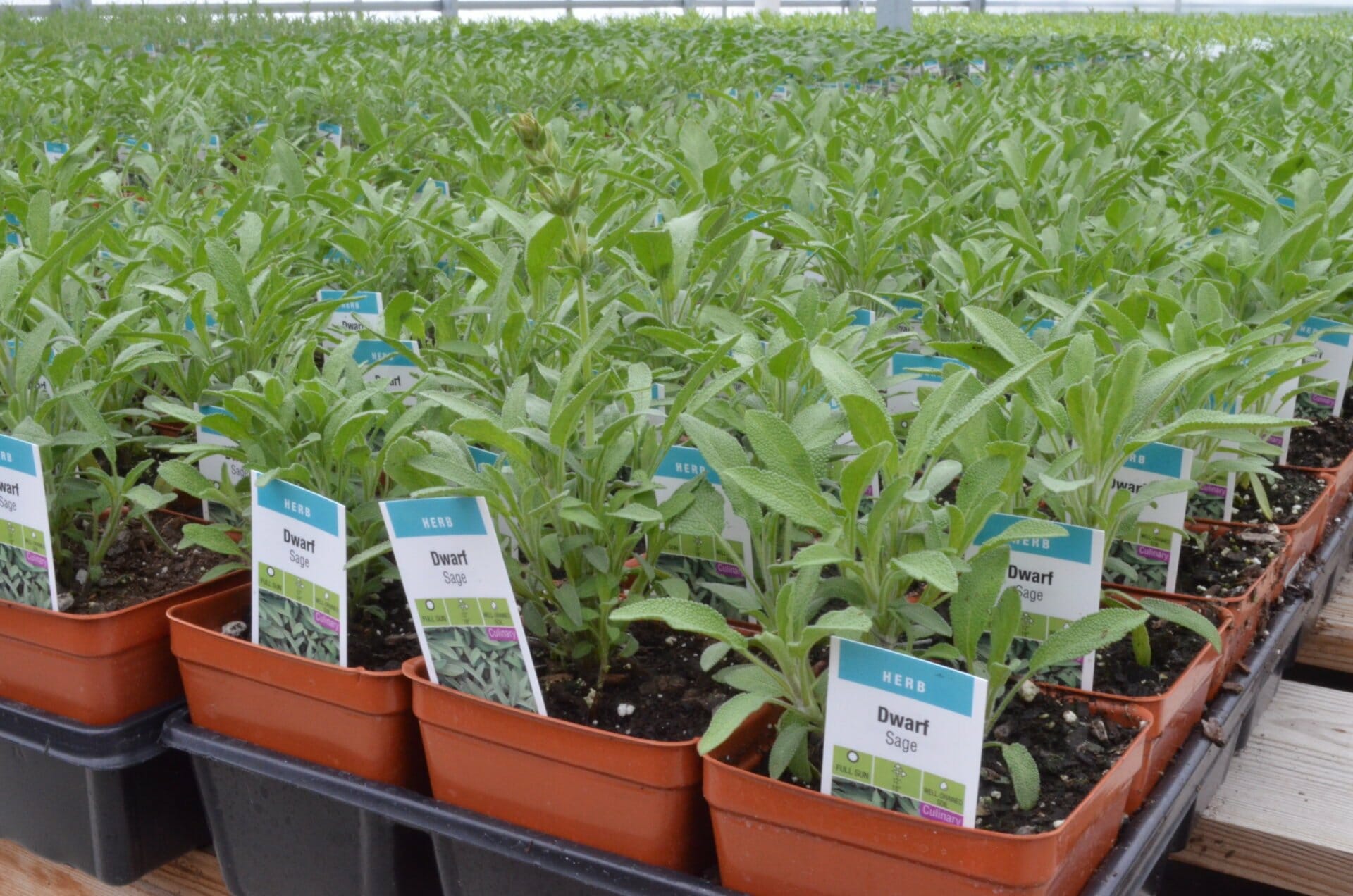 4in Tarragon ‘French’ Quality Greenhouses & Perennial Farm Inc.Home