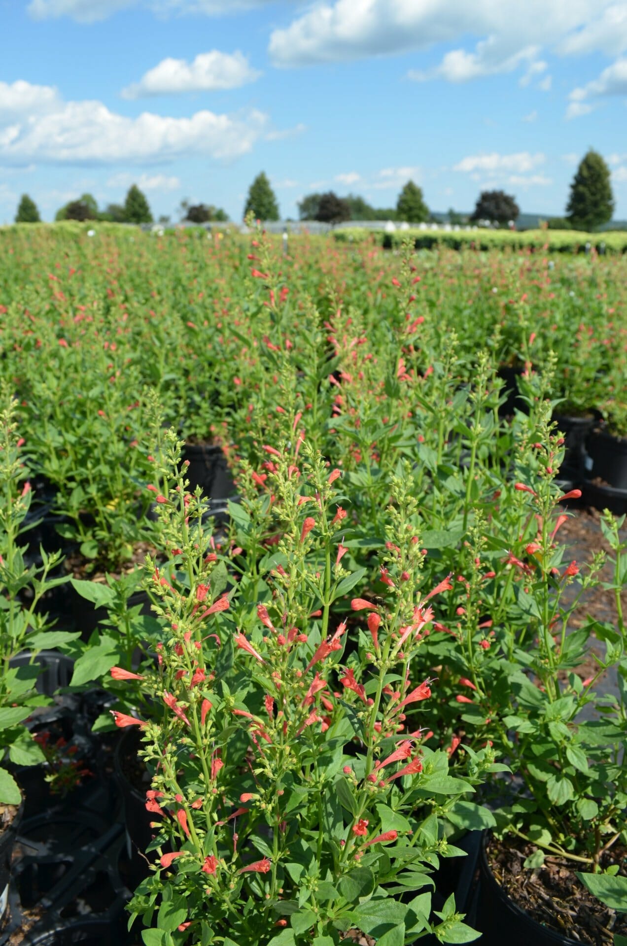 DSC_0190 Quality Greenhouses & Perennial Farm Inc.Home Quality