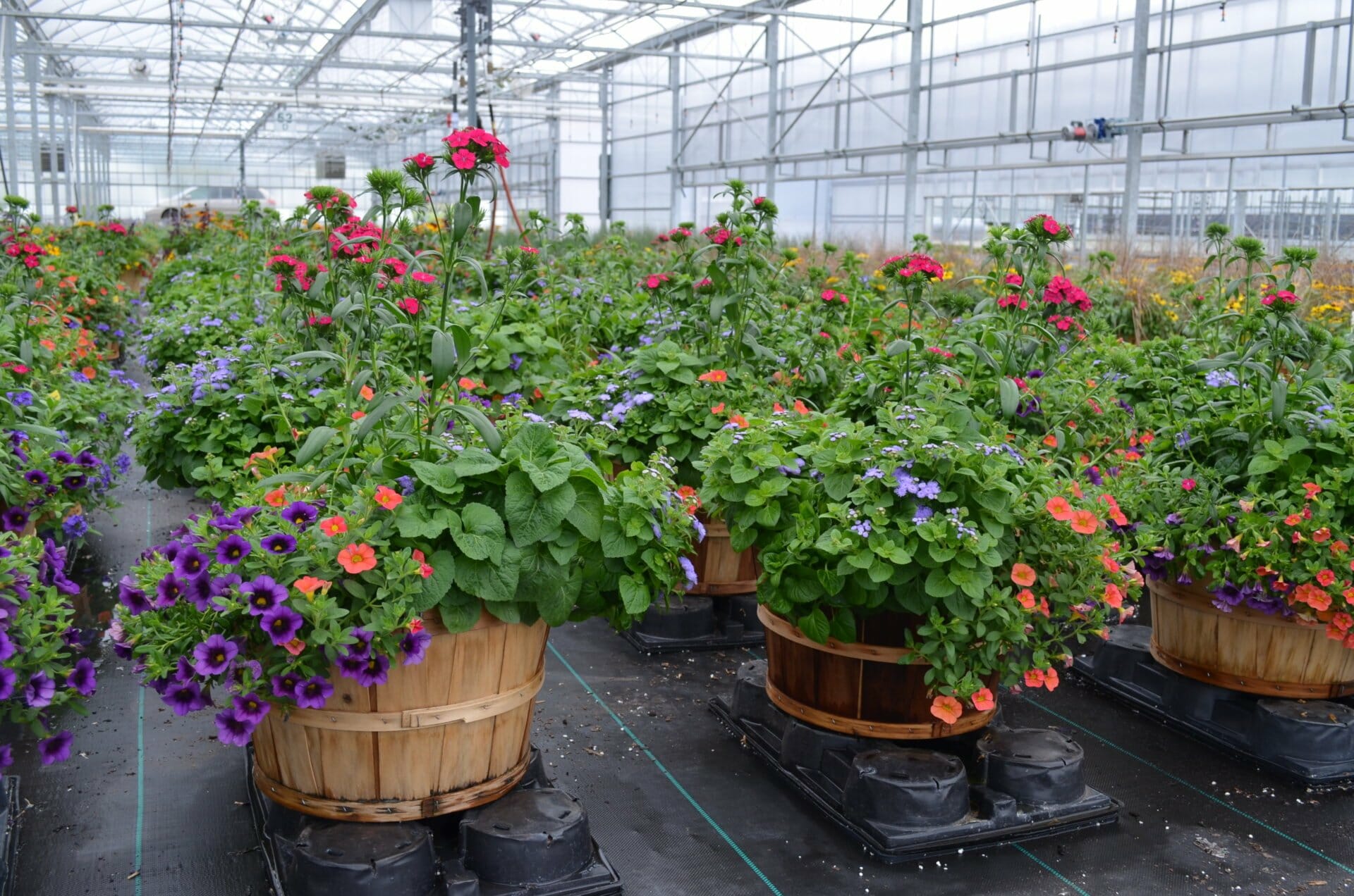 | Quality Greenhouses & Perennial Farm Inc.Home - Quality Greenhouses ...