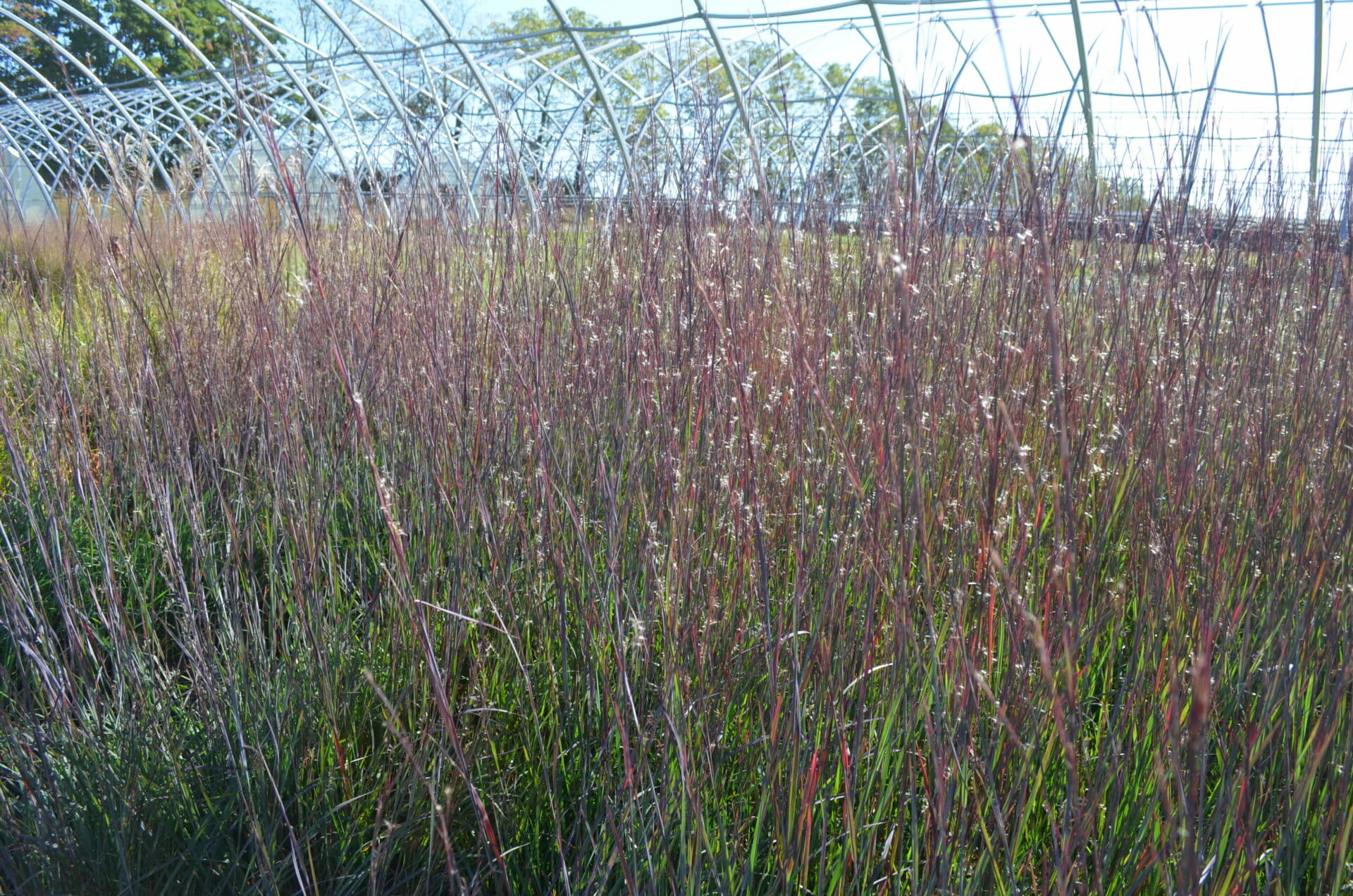 Quality Greenhouses & Perennial Farm Inc.