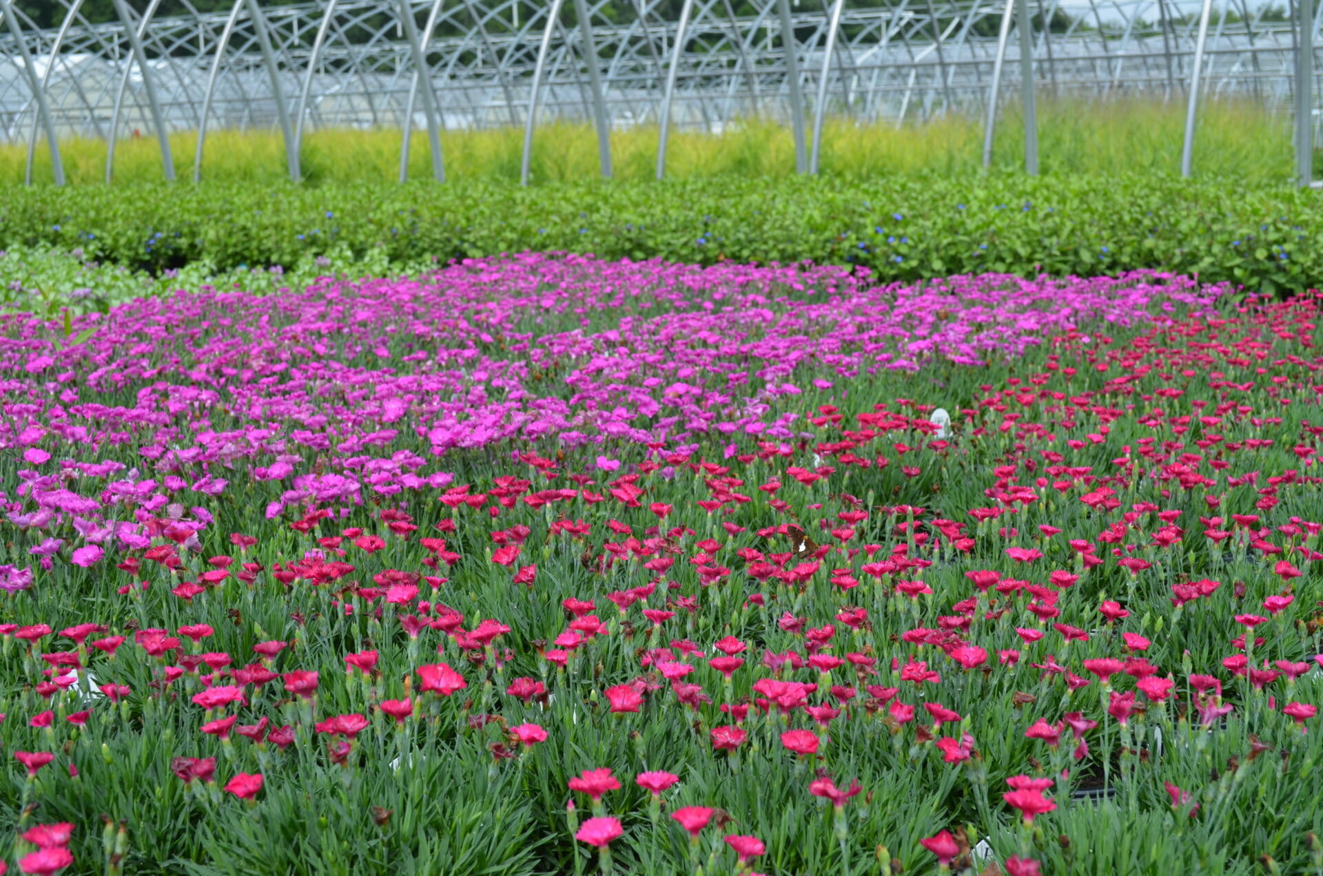 Dianthus Paint The Town Fuchsia PP28636 & Magenta PP29222 PW® Quality