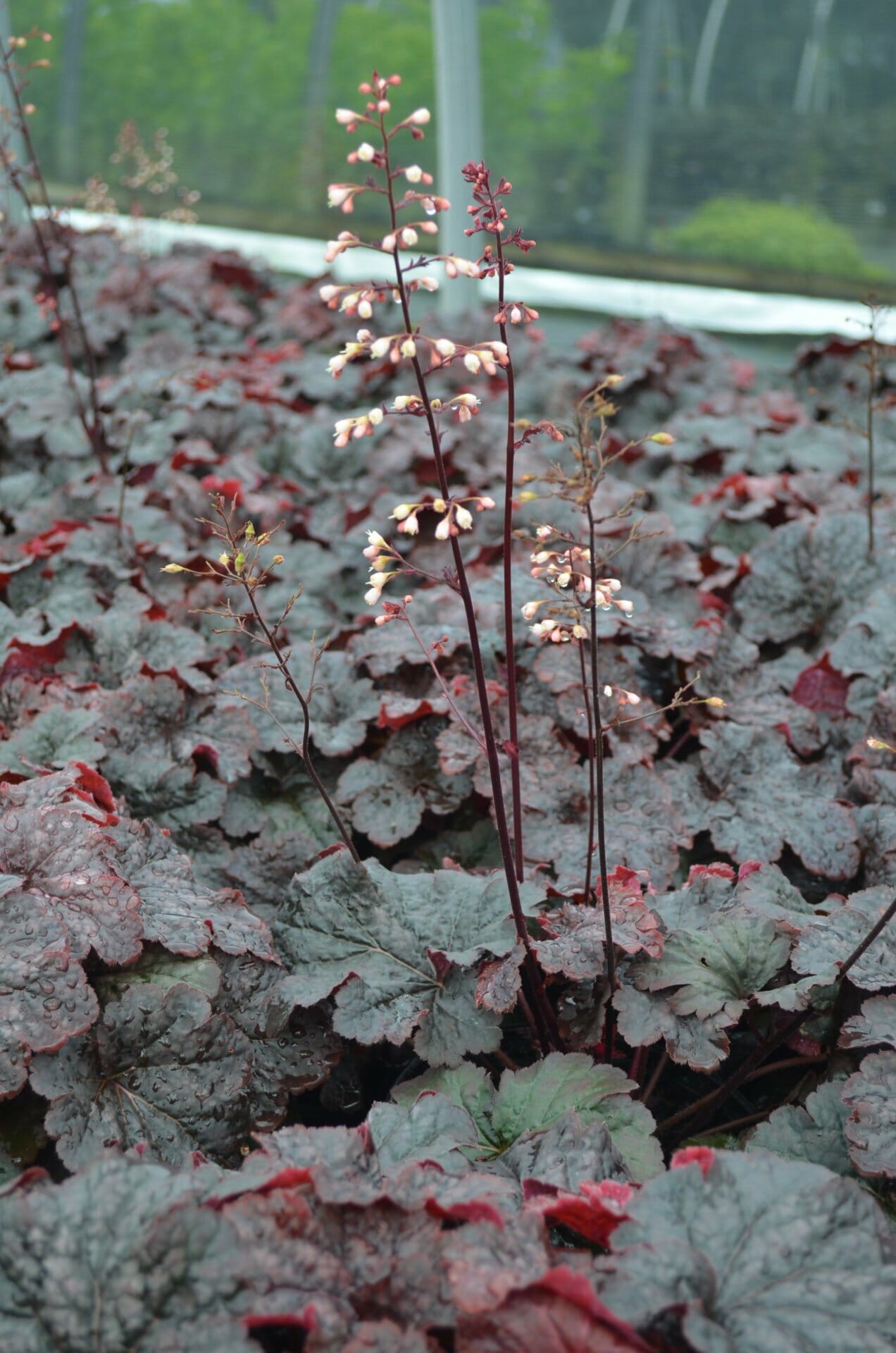 HEUCHERA Cajun Fire 2 | Quality Greenhouses & Perennial Farm Inc