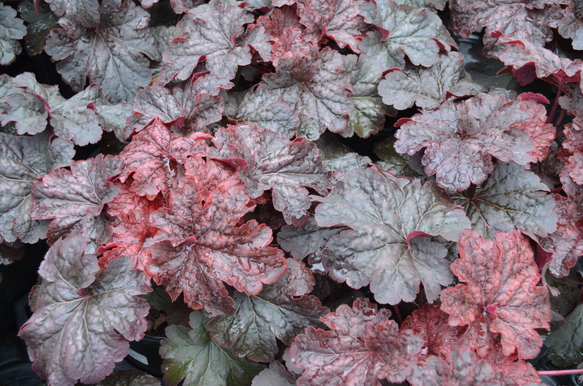Heuchera Cajun Fire | Quality Greenhouses & Perennial Farm Inc.Home