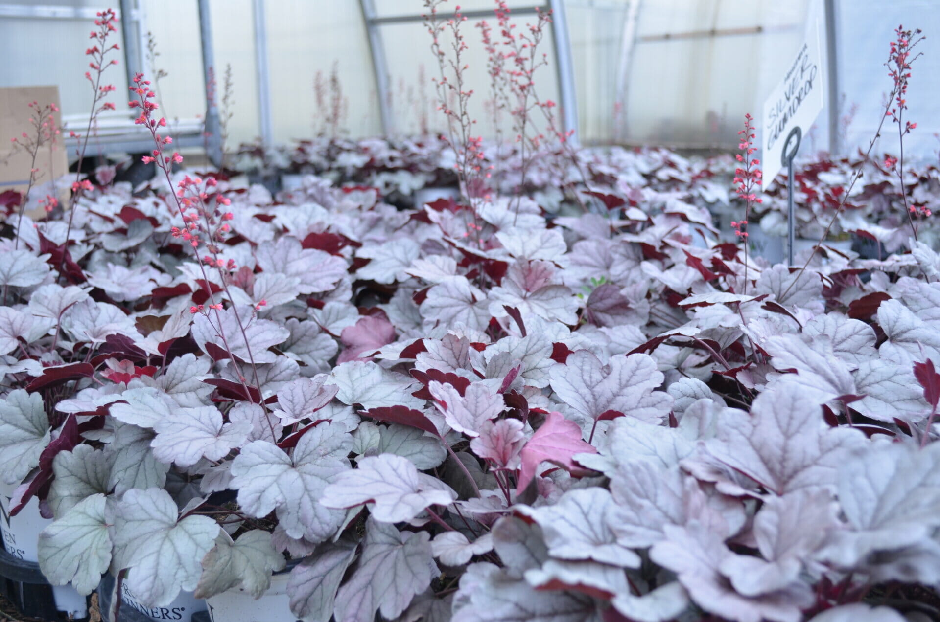 Heuchera Silver Gumdrop PW | Quality Greenhouses & Perennial Farm Inc ...