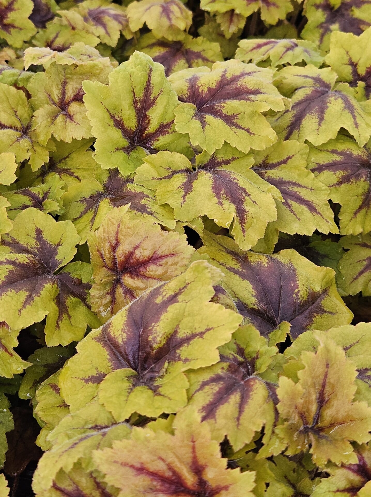 Heucherella Catching Fire Quality Greenhouses & Perennial Farm Inc