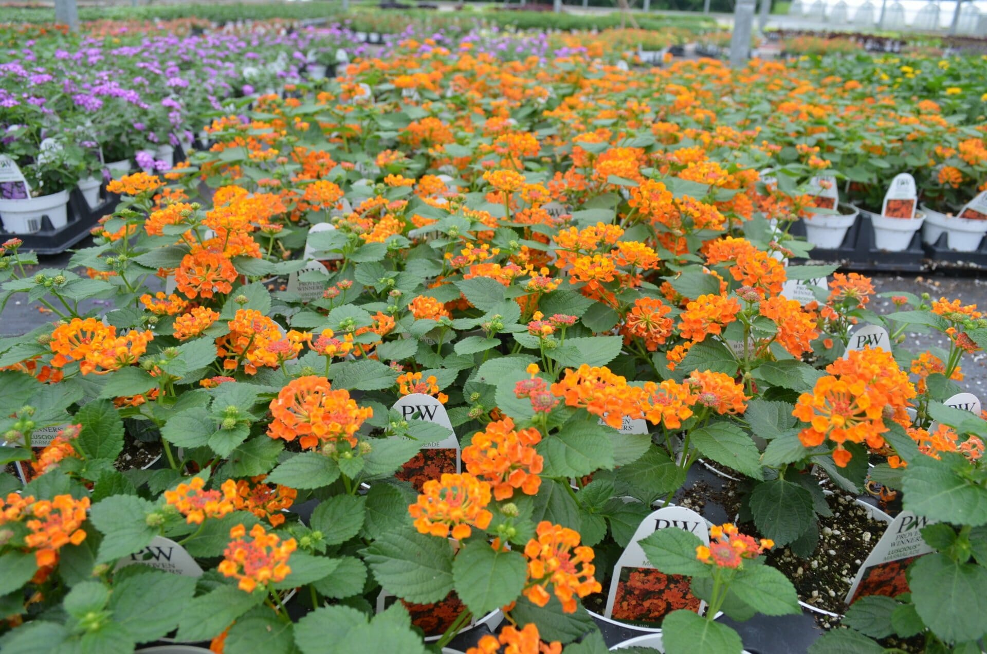 LANTANA Luscious Marmalade 4.5in 1 Quality Greenhouses & Perennial