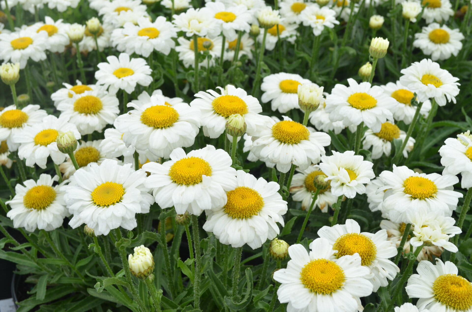 Leucanthemum Sweet Daisy Jane2 Quality Greenhouses & Perennial Farm
