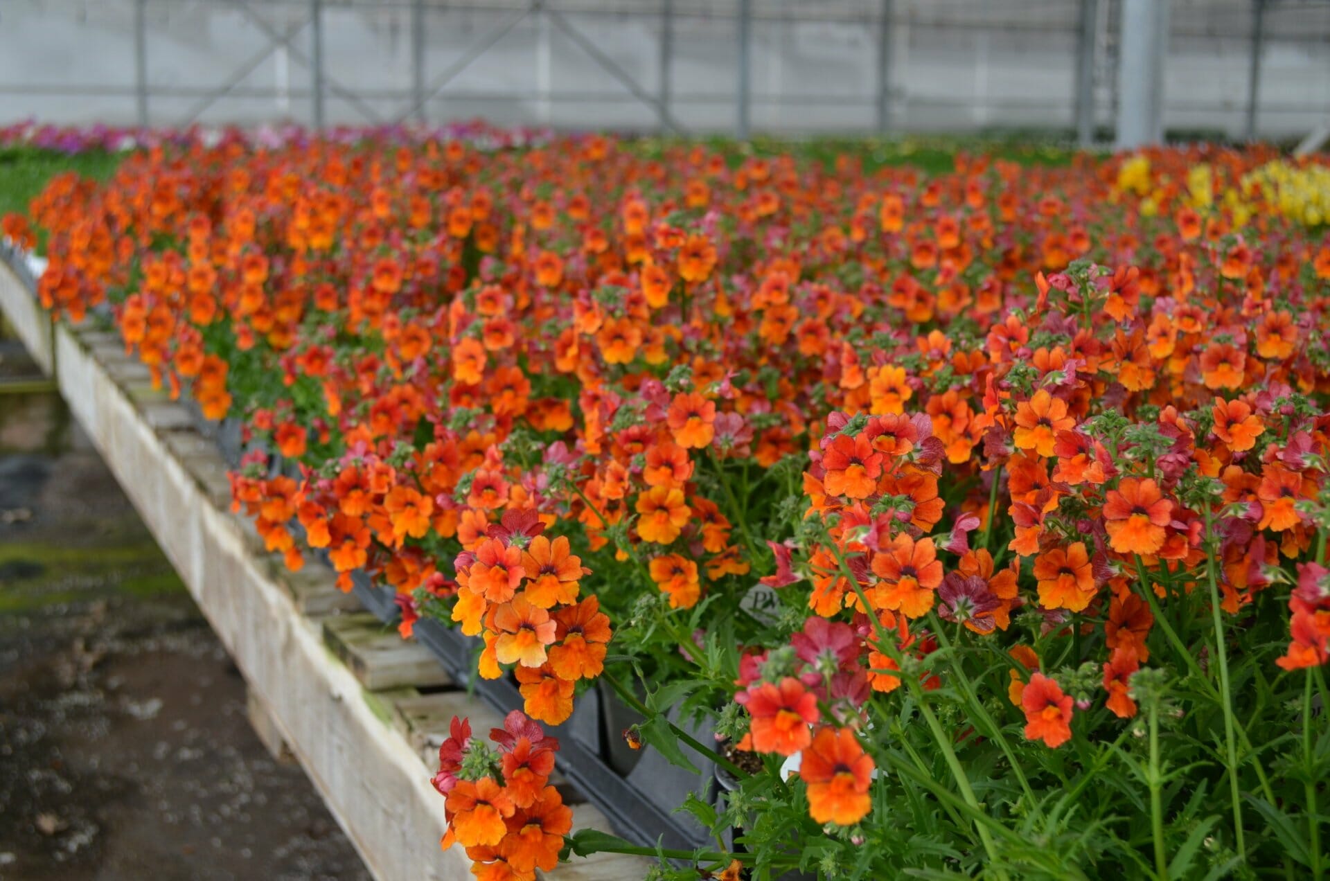 Nemesia Sunsatia Blood Orange PW2 Quality Greenhouses & Perennial