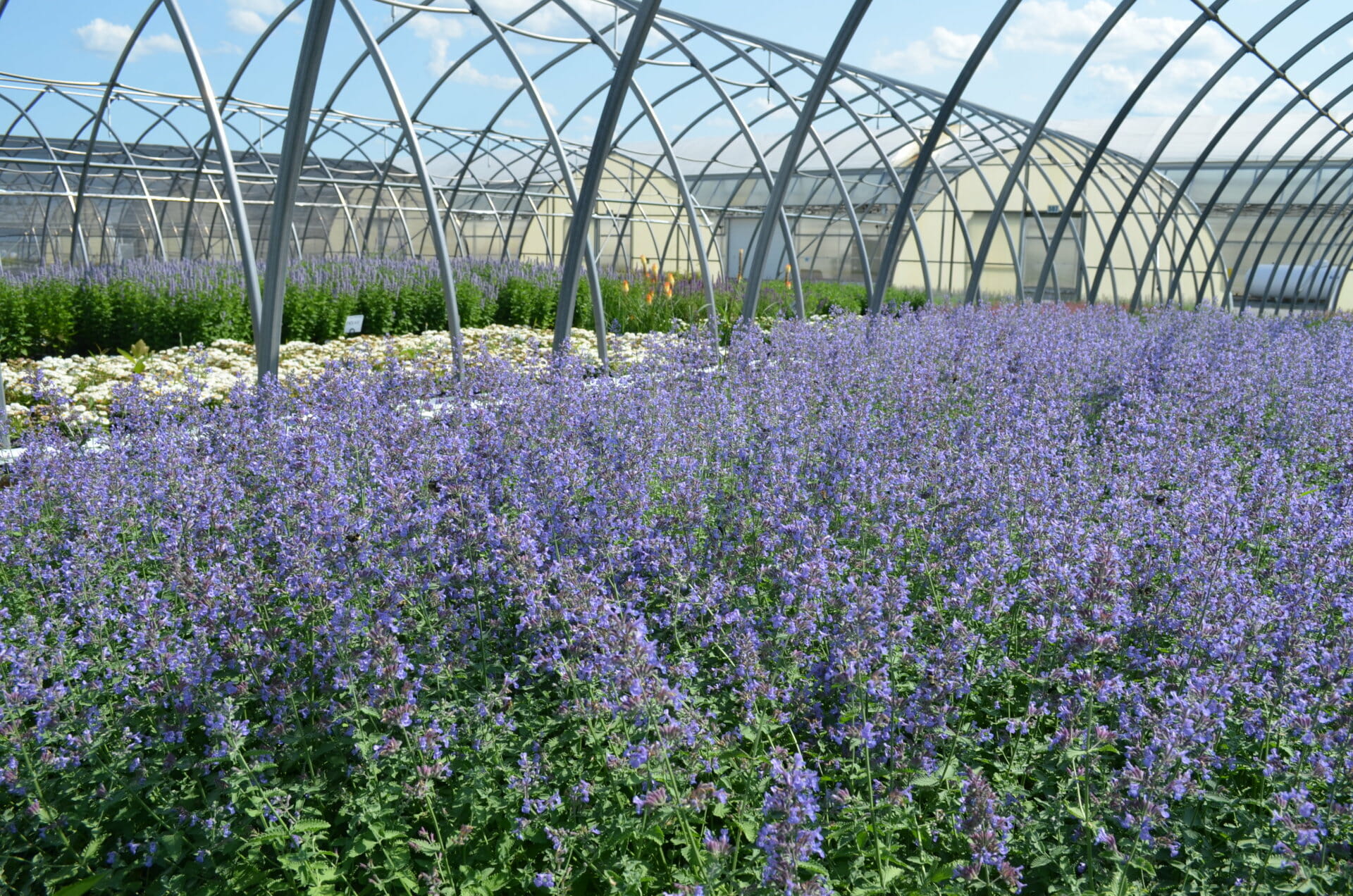 Walkers Greenhouse Picton at Ruby Horne blog