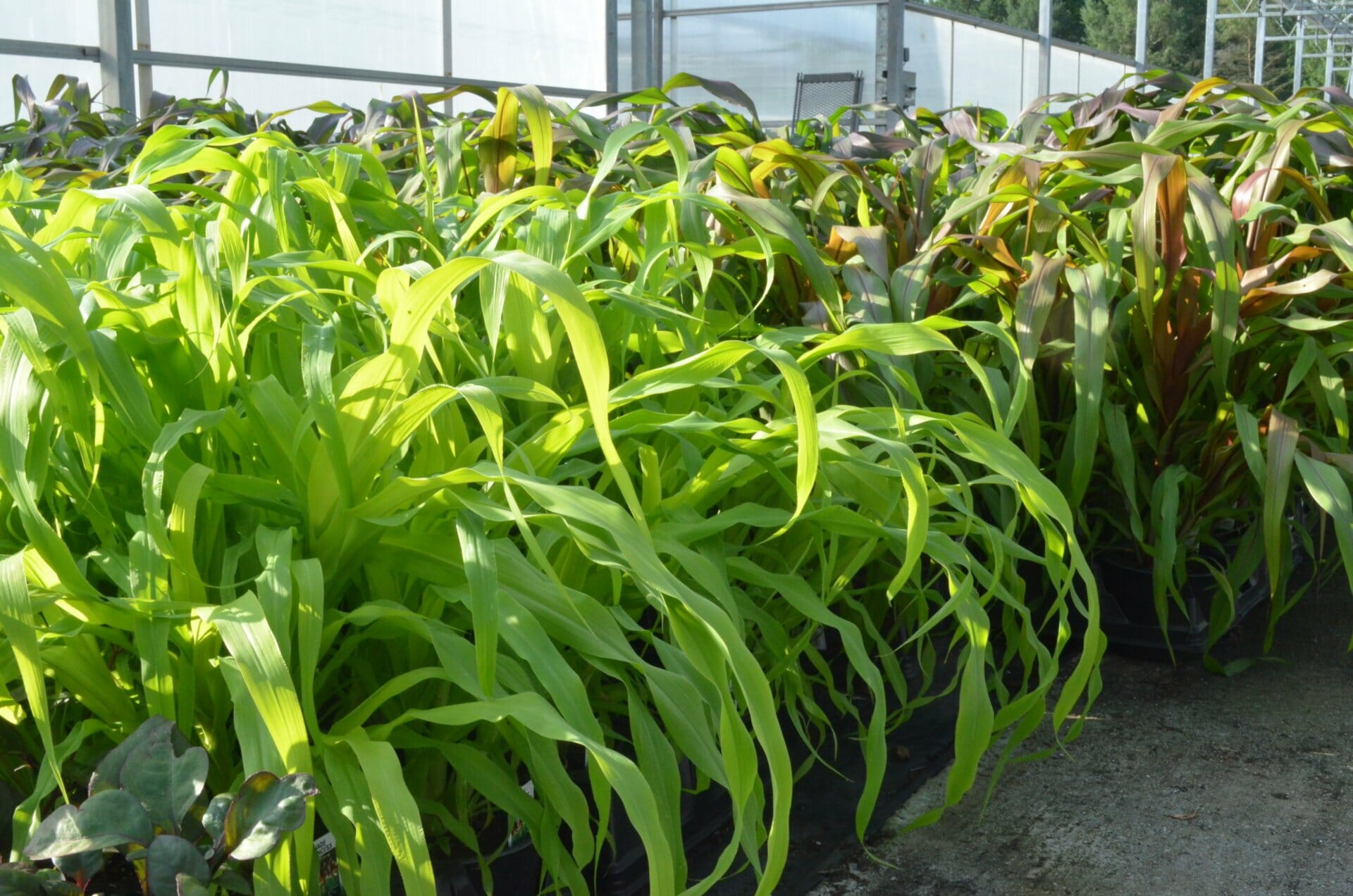 Ornamental Millet 6in Quality Greenhouses & Perennial Farm Inc