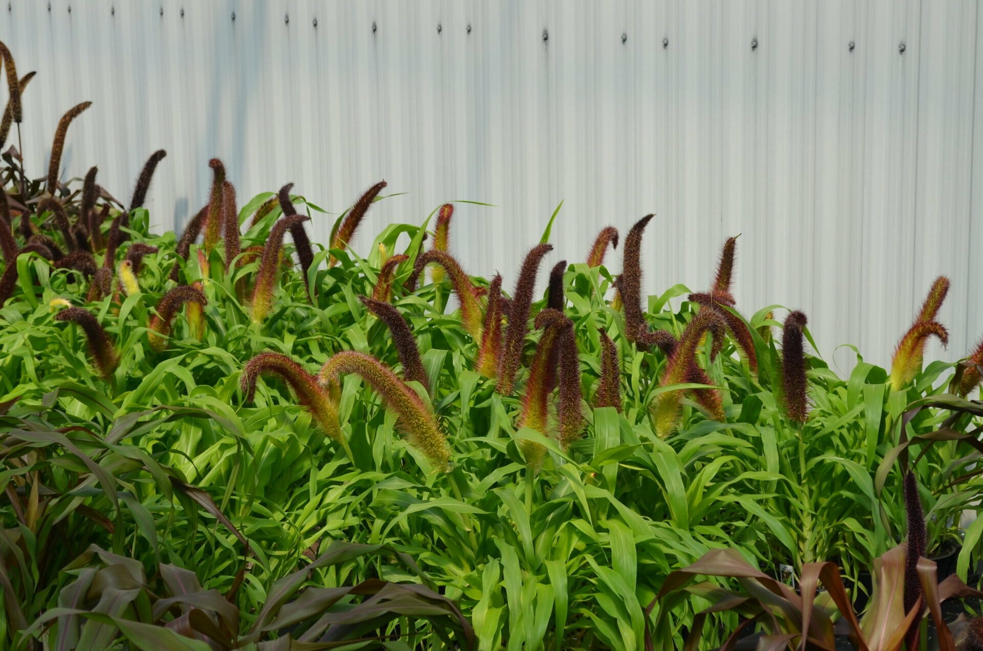 Ornamental Millet Overview 6in3 Quality Greenhouses & Perennial Farm