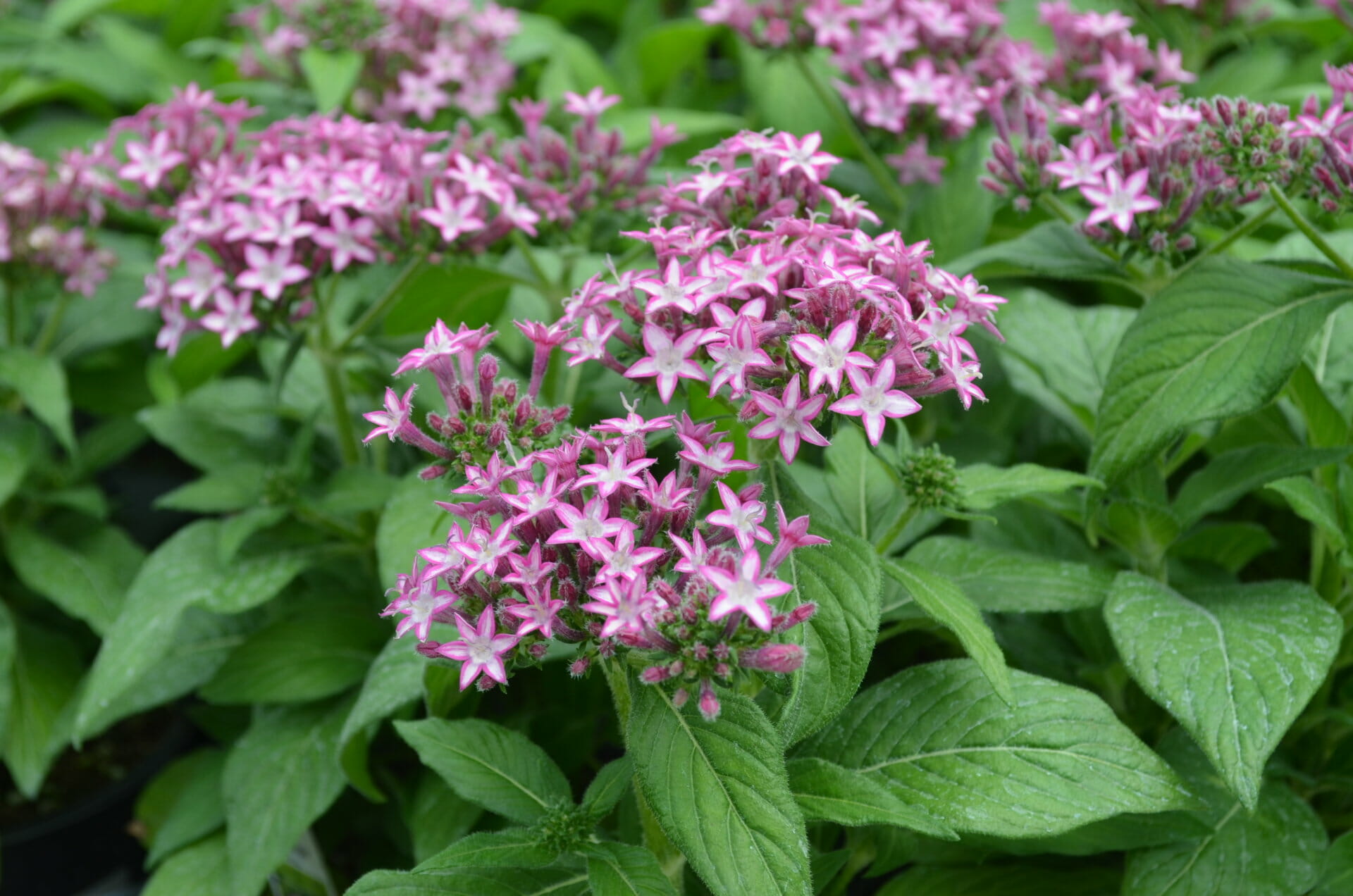 Pentas Glitterati Purple Star 6in Quality Greenhouses & Perennial Farm Inc.Home Quality