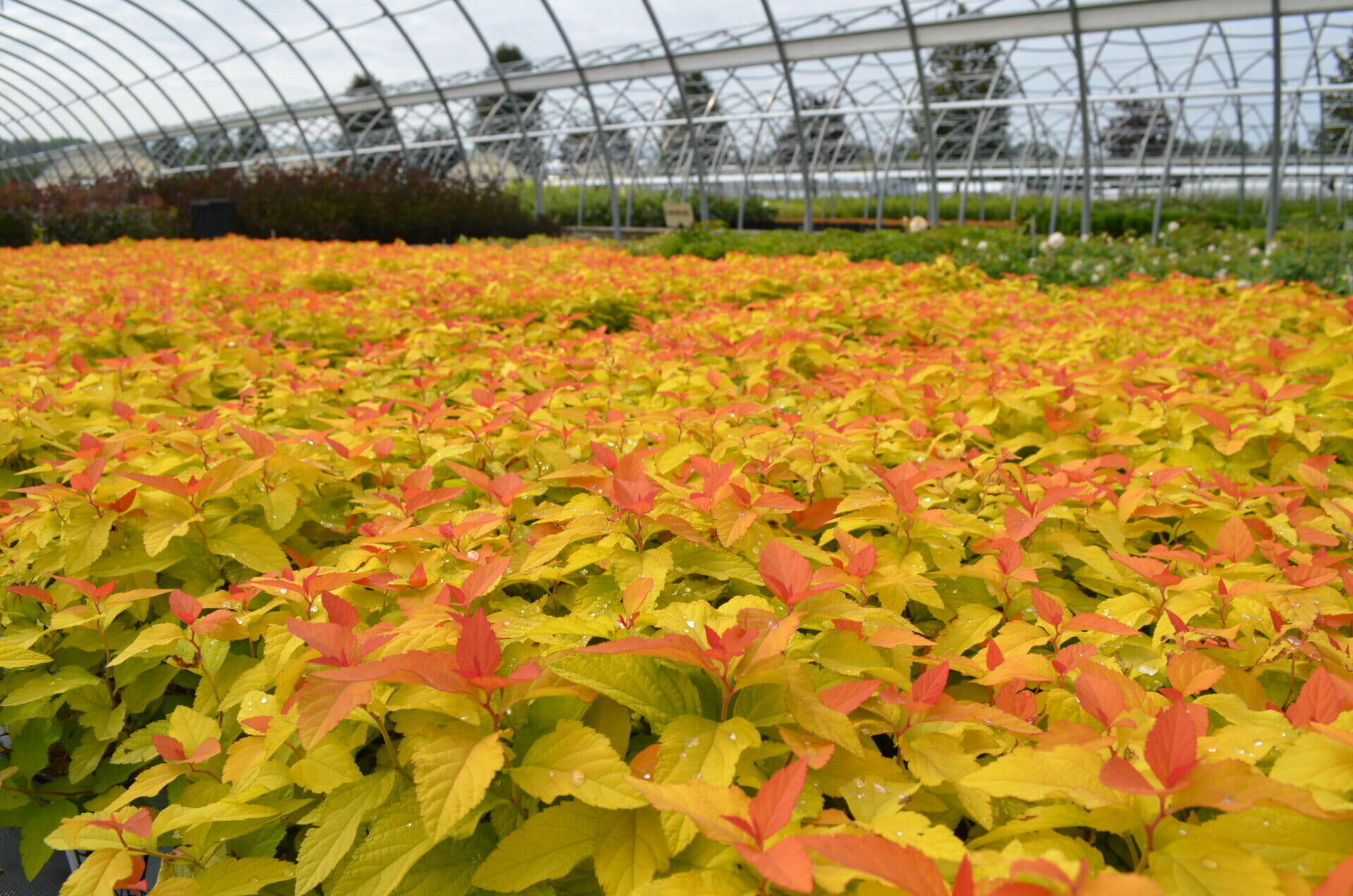 Spiraea Candy Corn PW Quality Greenhouses & Perennial Farm Inc