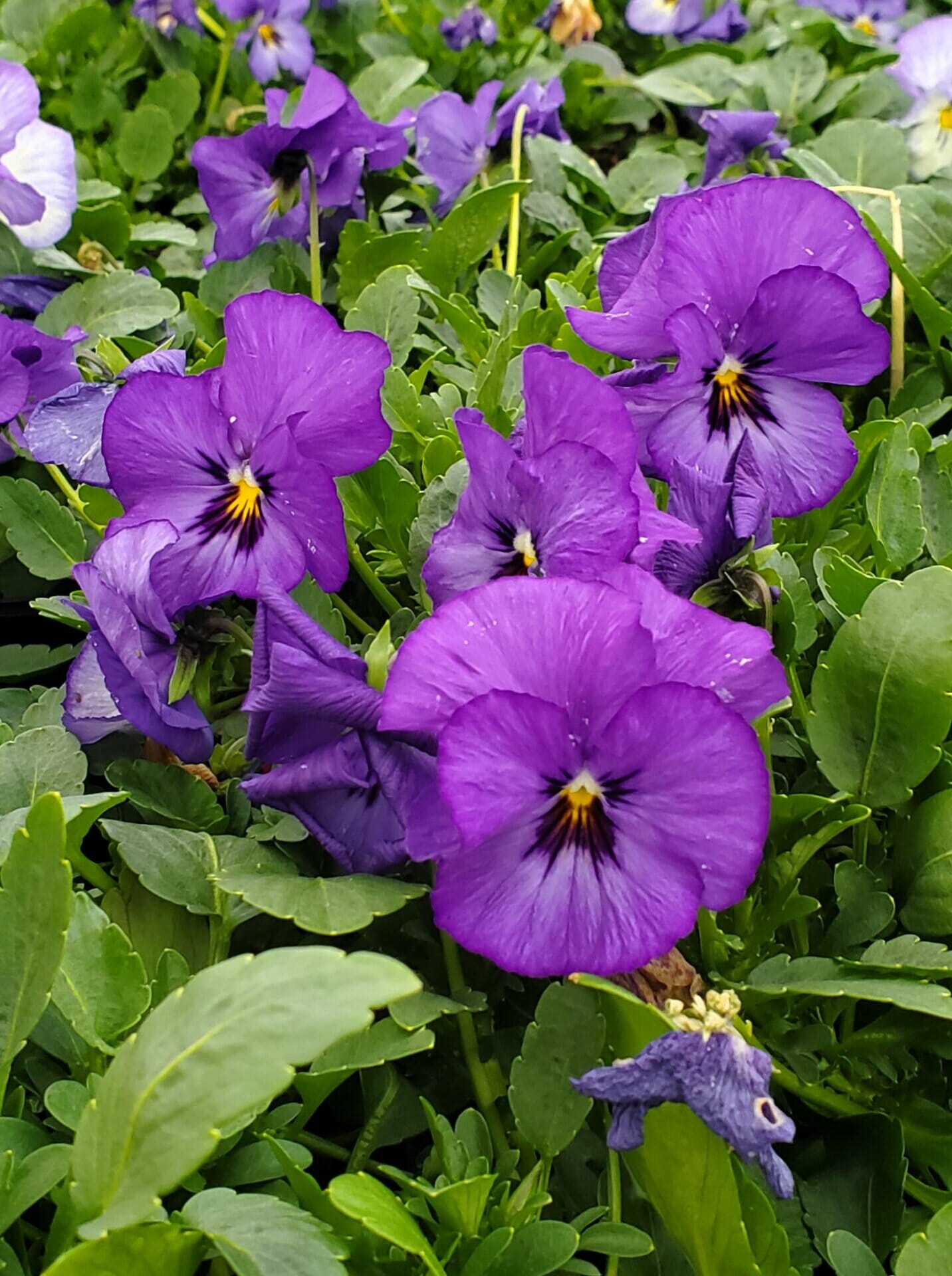 Viola Celestial Blue Moon Quality Greenhouses & Perennial Farm Inc